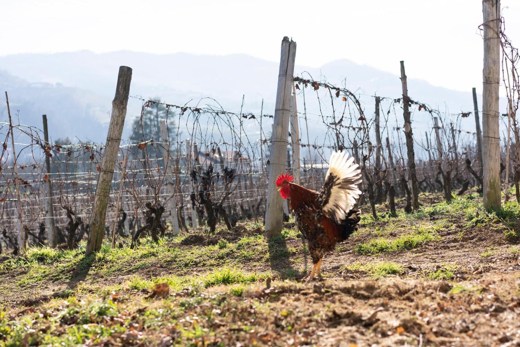 Séjour à la campagne Vigne Di Fagnano 1709 Eco Relais